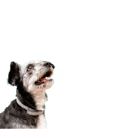 offerdog