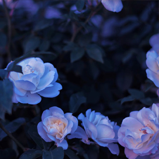 Instagram Image